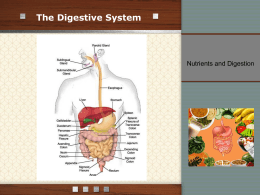 Digestive System - Imagine Schools