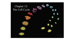 10-1 Cell Cycle Notes Teacher`s PowerPoint