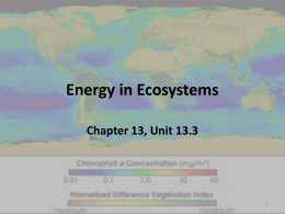 Notes Section 13.3: Energy in Ecosystems