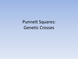 Punnett Squares: Genetic Crosses