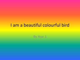I am a beautiful colourful bird
