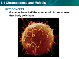 Chromosomes, meiosis and traits