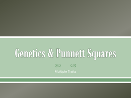 Multiple Trait Punnett Squares