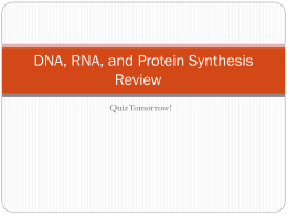 DNA, RNA, and Protein Synthesis Review