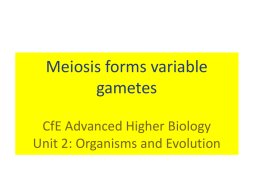 Meiosis forms variable gametes