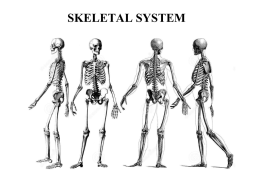 The Skeletal System Notes
