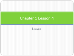 Chapter 1 Lesson 4