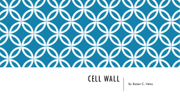 Cell Wall 2