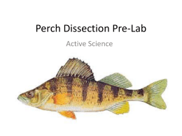 Perch Dissection Prelab PowerPoint