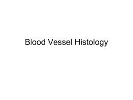 Lab Exercise: Blood Vessel Histology