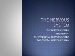 THE NERVOUS SYSTEM Chapter 7