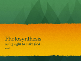 photosynthesis - kimscience.com