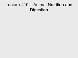 Lecture #10 * Animal Nutrition and Digestion