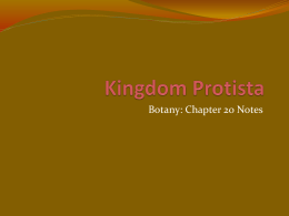 Kingdom Protista - Herscher CUSD #2