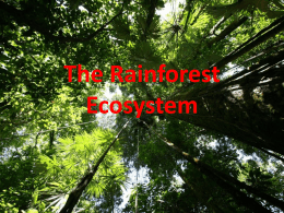 The rainforest canopy