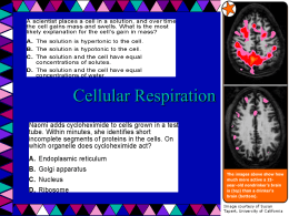 Cellular Respiration - Metcalfe County Schools