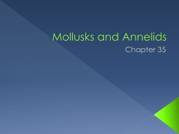 Mollusks and Annelids - Vernon Hills High School