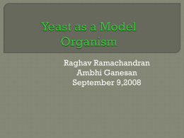 Yeast as a model organism (ppt presentation)