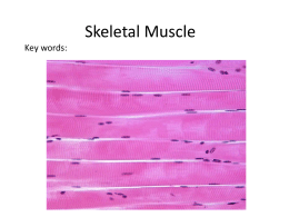 Microscopic Anatomy of Skeletal Muscle