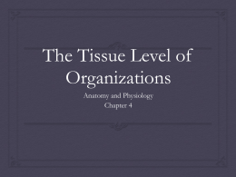 The Tissue Level of Organizations