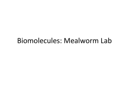 Biomolecules: Digestion