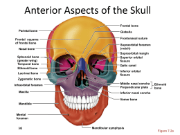 Anterior Aspects of the Skull