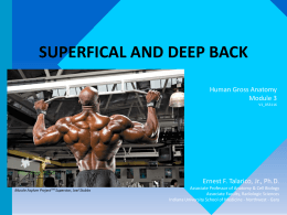 ANAT_Module_3_-_Superfical__Deep_Back