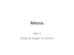 Mitosis - Groby Bio Page
