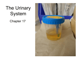 Urinary System PPT 2016