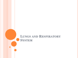 Respiratory System and Lungs