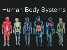 Human body systems powerpoint