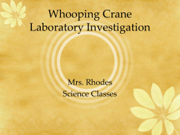 Whooping Crane Laboratory Investigation