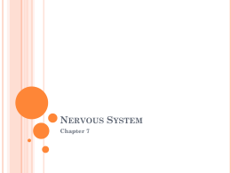 Nervous System - Mrs. Pronger`s Science Class