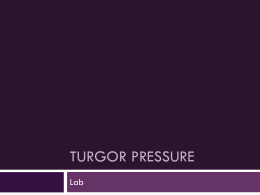 Turgor Pressure - Ms. Gordon`s online classroom