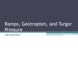 Ramps, Geotropism, and Turgor Pressure