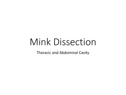 Mink Dissection Instructions