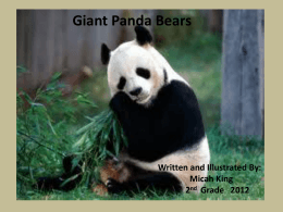 Giant Panda Micah 15