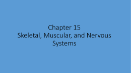 Chapter 15 Skeletal, Muscular, and Nervous Systems