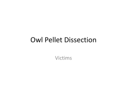 Owl Pellet Dissection