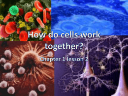 How do cells work together?