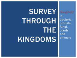 Survey of Kingdoms: Transport