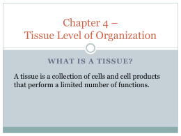 Chapter 4 * Tissue Level of Organization