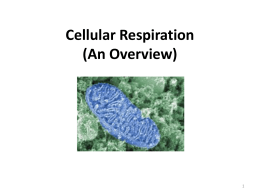 Section 4.4: Cellular Respiration