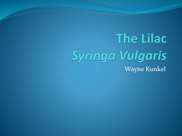 The Lilac Syringa Vulgaris