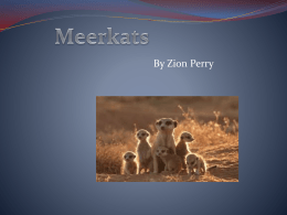 Meerkats by Zion Perry