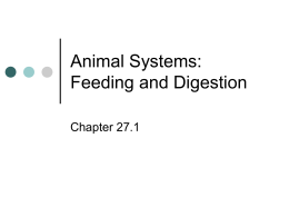 Chapter 27 Animal Systems 2016