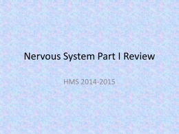 Nervous System Part I Review