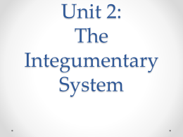 Unit 2: The Integumentary System
