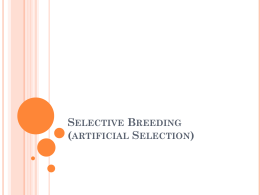 Selective Breeding (artificial Selection)