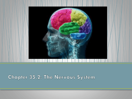 Chapter 35.2: The Nervous System